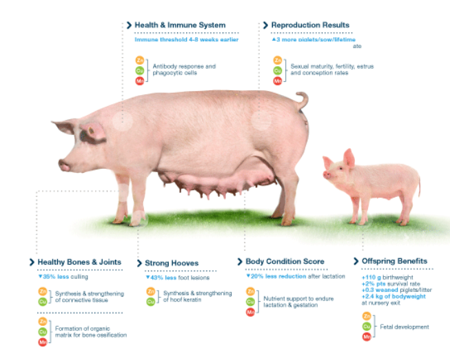 Organic trace minerals equip sows and piglets for profitable